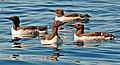 Common Guillemot at the norwegian bird-island Runde