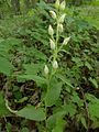 Cephalanthera damasonium Germany - Karlsruhe, Güterbahnhof