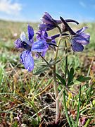 Delphinium depauperatum