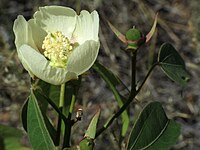 Gossypium thurberi