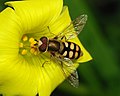 Image 61Hoverfly feeding on pollen