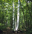 File:Birch in Kamikochi.jpg