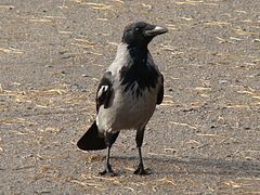 Hooded Crow-Mindaugas Urbonas-9.jpg