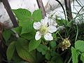 flower and leaves