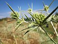 Eryngium campestre (Feld-Mannstreu)