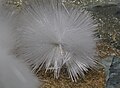 * Nomination: Artinite, colourless to white, radiating spherical crystal aggregate on an antigorite matrix, from Picacho Peak, Diabolo Range, San Benito County, California, USA. By User:HolDu -- Ra'ike 11:21, 2 April 2023 (UTC) * * Review needed