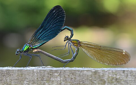 ♂ ♀ Calopteryx virgo (Beautiful Demoiselles)