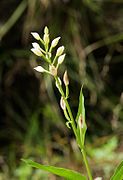 Cephalanthera alpicola