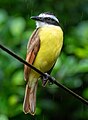 Image 105Great kiskadee in La Fortuna, Costa Rica