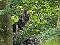 Young in nest; Rocherath, Belgium