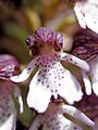 Orchis purpurea France - Riez de Boffles