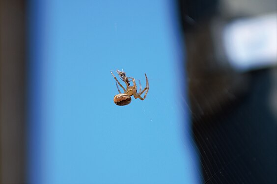 Spider eating insect in Wernborn (Usingen-Taunus) - Spinne isst Insekt in Wernborn (Usingen-Taunus)