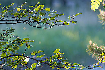 "Branches_4636.jpg" by User:FlickreviewR