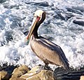 Pelecanus occidentalis (cat.)