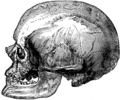 Skull of a en:Cro-Magnon man