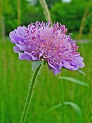 Knautia arvensis