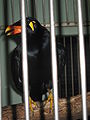 Mynah