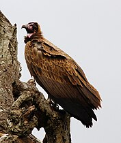 Kruger National Park, South Africa