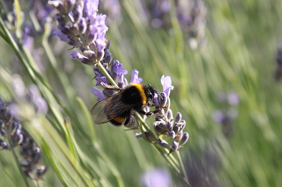 Bumble bee gatheringlavender (Bombus terrestris @ Lavandula angustifolia).