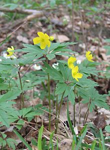 Zawilec żółty (Anemone ranunculoides)