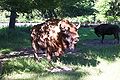 A Wisent in the Park