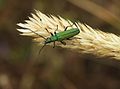 Image 37False blister beetle on a spike