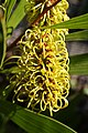 Hakea trineura