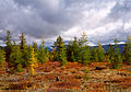 Forest, Kolyma Region, arctic eastern Siberia