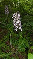 Orchis purpurea France - Beinheim