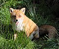 * Nomination Red fox (Vulpes vulpes) in parc animalier de Sainte-Croix (Moselle). --Musicaline 10:35, 9 January 2019 (UTC) * Promotion  Support Good quality. --Poco a poco 19:32, 9 January 2019 (UTC)