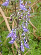 Woolly Plectranthus.jpg