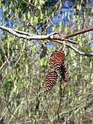 Red Alder (Alnus rubra)