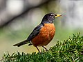 Image 86American robin