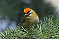 Singing male, Czech republic