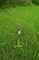 Orchis purpurea Germany - Ebringen