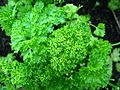 English: leaves of the curly leaf parsley Deutsch: Laub der krausen Petersilie