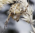 Gartenkreuzspinne, Weibchen, im Käfertaler Wald