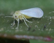 Aleyrodidae P1560600a.jpg