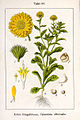 Calendula officinalis vol. 13 - plate 64 in: Jacob Sturm: Deutschlands Flora in Abbildungen (1796)