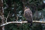 Thumbnail for File:Crested-Serpent-Eagle.jpg