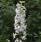 Delphinium leucophaeum