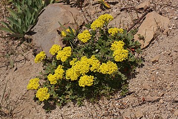 Eriogonum umbellatum