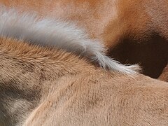 Haflinger Details 2.JPG