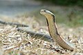 Ophiophagus hannah - Thai National Parks