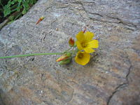 Oxalis ptychoclada