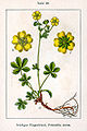 Illustration in Jakob Sturm, Deutschlands Flora in Abbildungen, Stuttgart (1796)