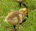 Category:Branta canadensis (juvenile)