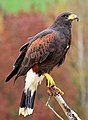 Myszołów harrisa(Harris's Hawk).