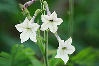 Nicotiana alata