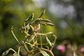 Fruits of impatiens glandulifera